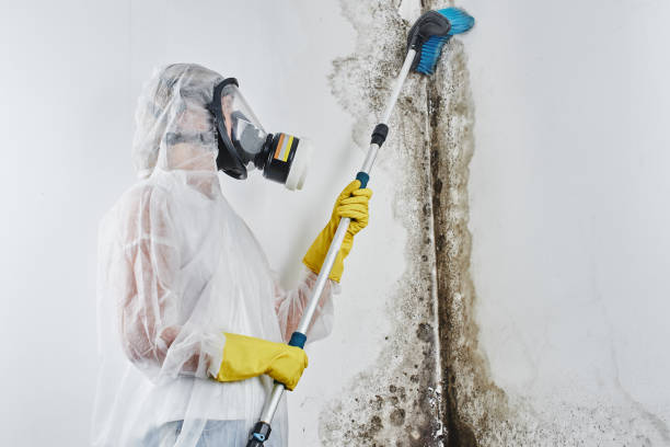 Best Mold Prevention Services  in Newport, OH